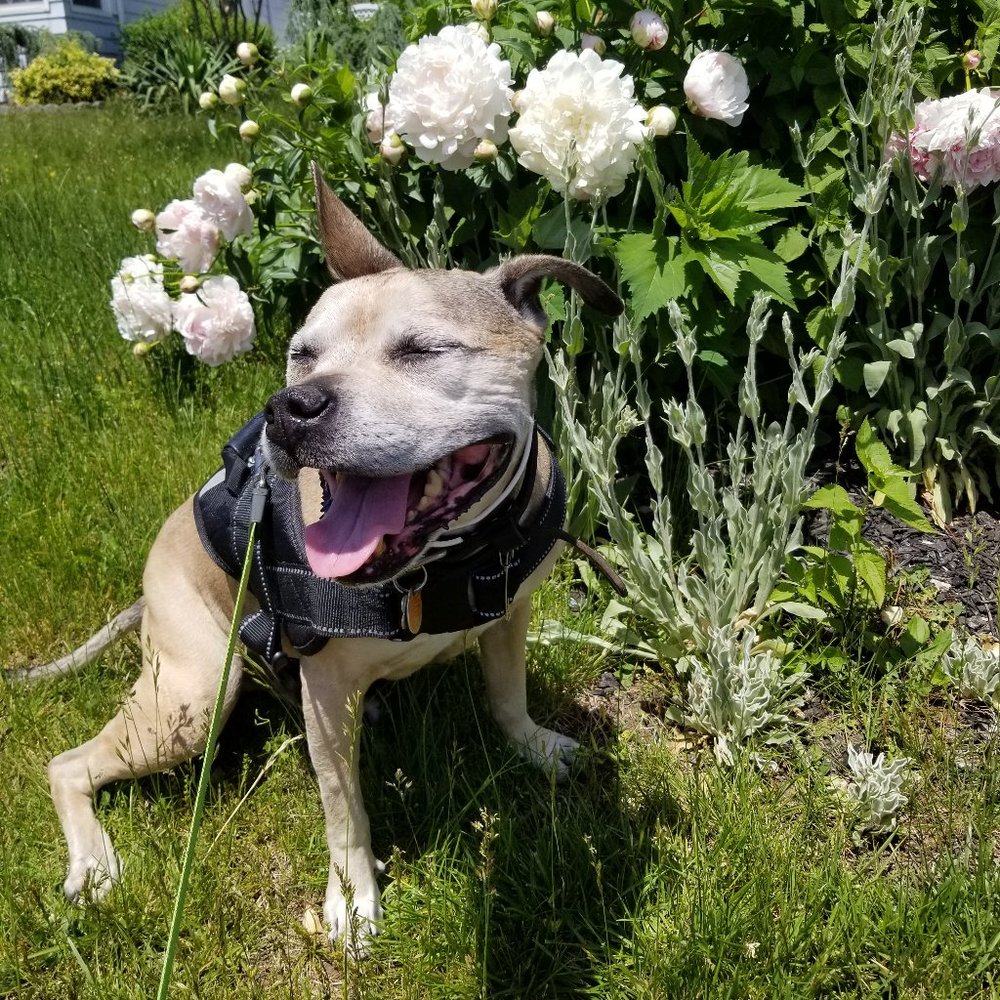 Meet your Posher, Carol
